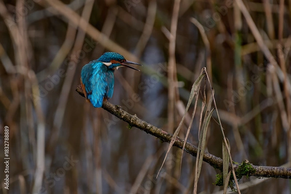 Obraz Kingfisher