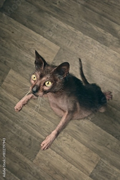 Fototapeta Funny Lykoi Werewolf cat looking curious up to the camera. High angle view with copy space. 