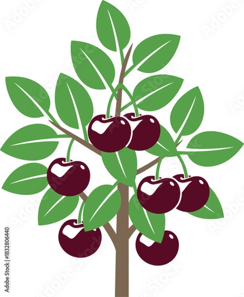 Fototapeta Cherry tree logo. Isolated cherry tree on white background