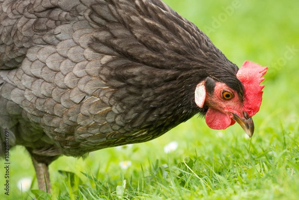 Fototapeta close up of free range chicken foraging in green grass