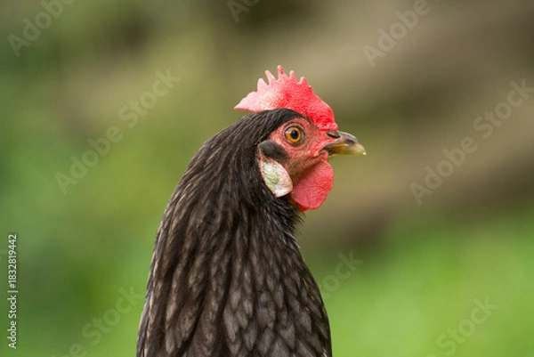 Fototapeta close up of free range chicken foraging in green grass