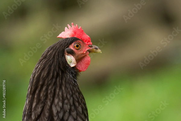 Fototapeta close up of free range chicken foraging in green grass
