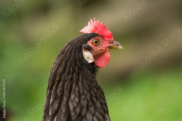 Fototapeta close up of free range chicken foraging in green grass