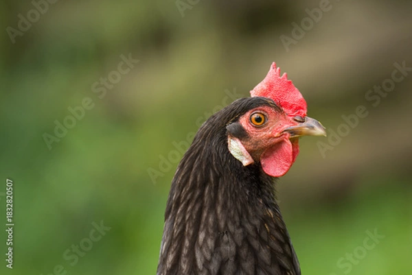 Fototapeta close up of free range chicken foraging in green grass
