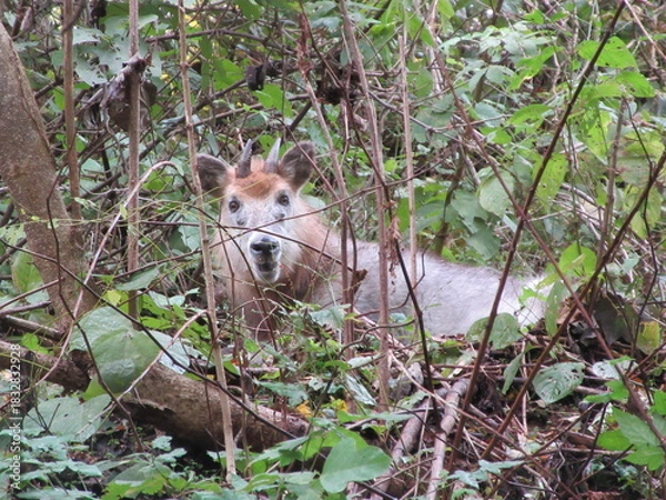 Obraz ニホンカモシカ