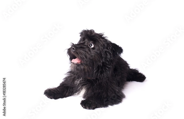 Fototapeta Adorable mixed breed dog isolated on white