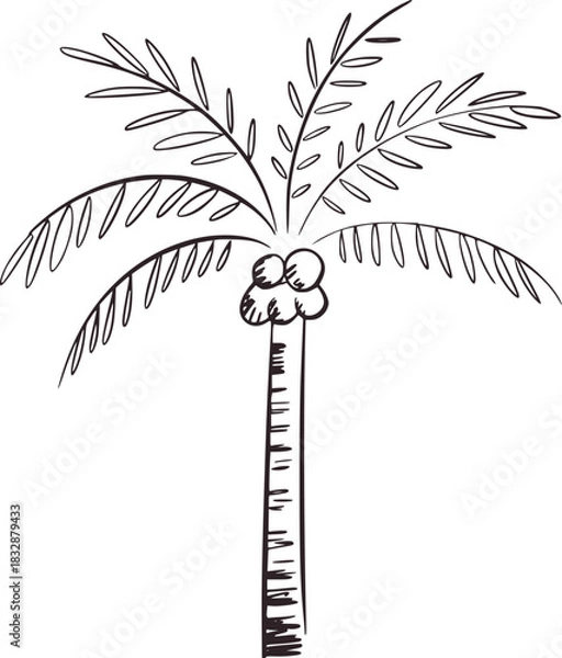 Fototapeta Black and white line drawing of a palm tree with coconuts