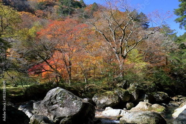 Obraz 小田深山渓谷　色とりどりの秋　（愛媛県　内子町）