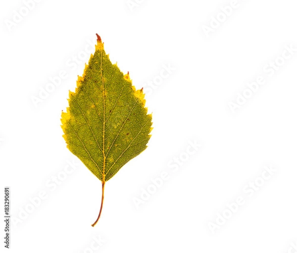 Obraz Isolated green and yellow birch leaf on white background