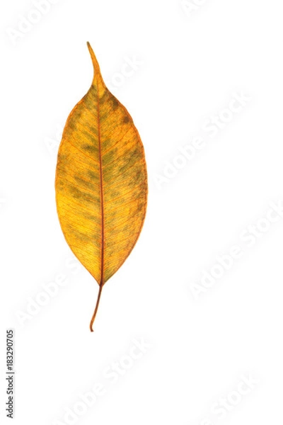 Obraz Isolated colorful leaf on white background