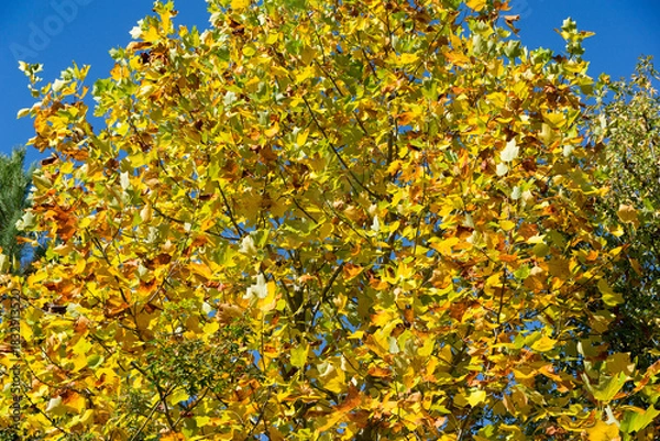 Obraz Bright autumn foliage of Tulip tree (Liriodendron tulipifera), called Tuliptree, American or Tulip Poplar in shades of yellow, green, and orange fills the branches of tree against clear blue sky