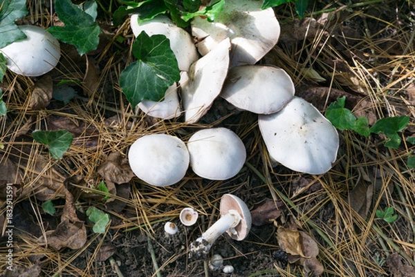 Obraz Custer of white-capped poisonous champignons Agaricus Xanthodermus commonly known as the yellow-staining mushroom grows among pine needles, dry leaves, and green foliage