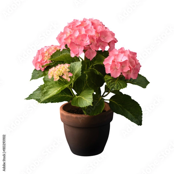 Obraz Pink Hydrangea in Terracotta Pot isolated on transparent background
