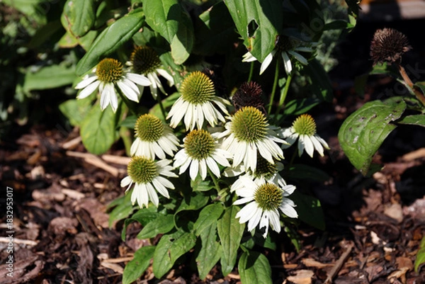 Fototapeta Echinacea purpurea 'Sombrero Blanco'
