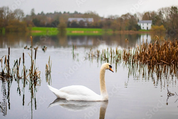 Fototapeta A swan in a close-up shot swims in an autumn pond
