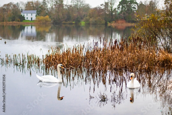 Fototapeta A pair of swans swimming in a lake against an autumn background
