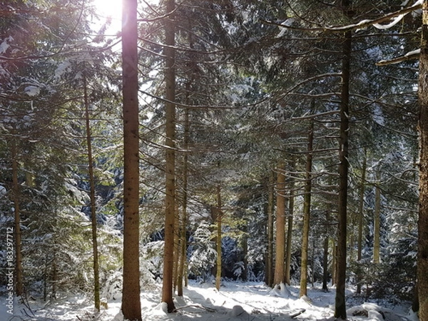Obraz Wald im Winter