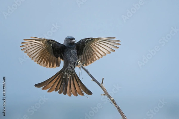 Fototapeta Black  Drongo landing with open wings and details of the bird, blue background