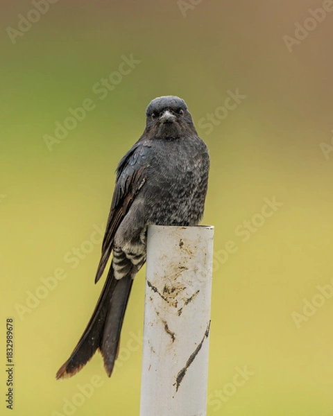Obraz Black Drongo portrait, bird portrait