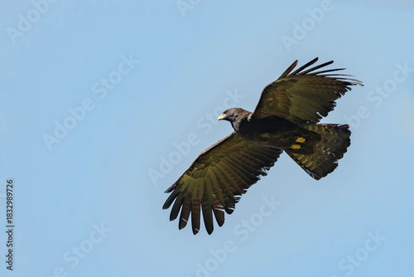 Obraz Black eagle,Ictinaetus malaiensis, fly view from the side