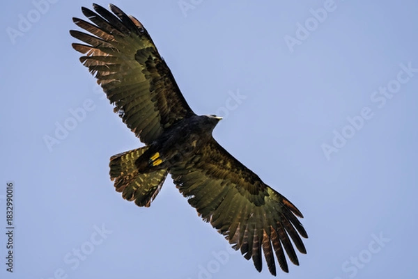 Fototapeta Black eagle,Ictinaetus malaiensis, beautiful in flight with wings wide open, close details of the black eagle in Taiwan