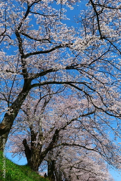 Obraz 舟川べり桜並木。朝日、富山、日本。4月上旬。