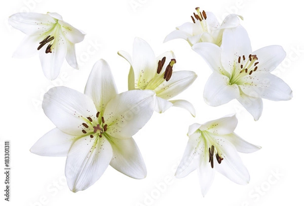 Obraz Lily flowers background