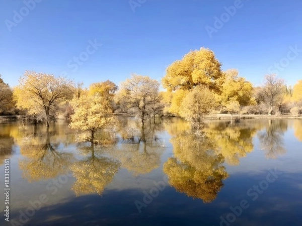 Fototapeta The stunning autumn scenery of a Populus euphratica forest. These unique "desert poplars" are known for their ability to thrive in arid conditions and their leaves turn a brilliant golden color i
