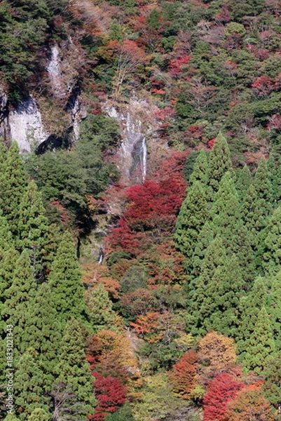 Obraz 岩屋の滝を飾る紅葉　（高知県　大荒の滝もみじ峡）