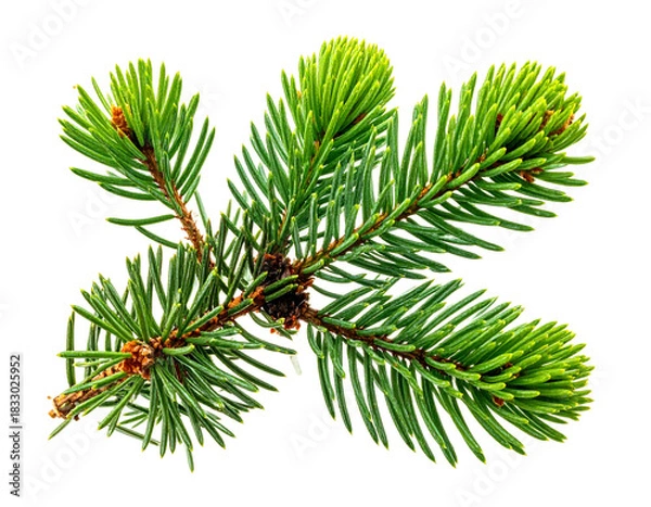 Obraz Vibrant green evergreen branch with fresh needles & new growth