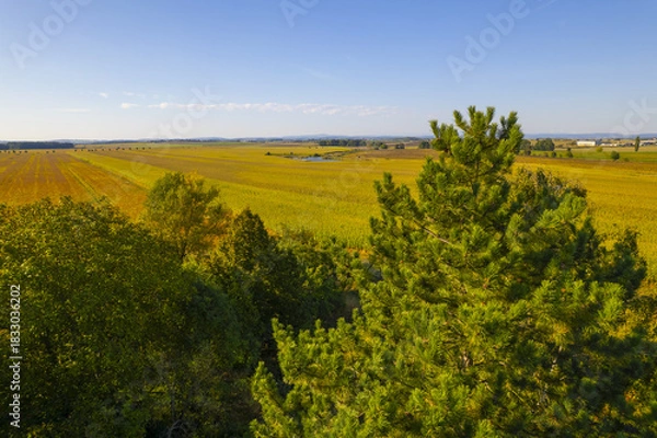 Fototapeta landscape with yellow fields