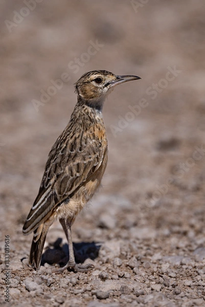 Fototapeta Sabota Lark (Calendulauda sabota) near Okaukuejo in the Etosha National Park, Namibia