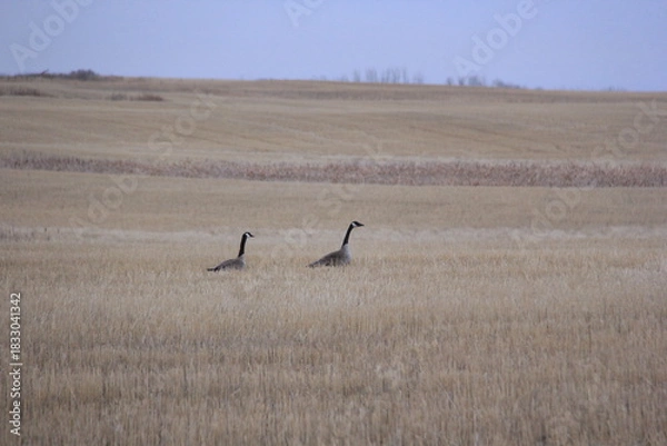 Fototapeta Some horses in the spring and other things in the pastures around the valley.