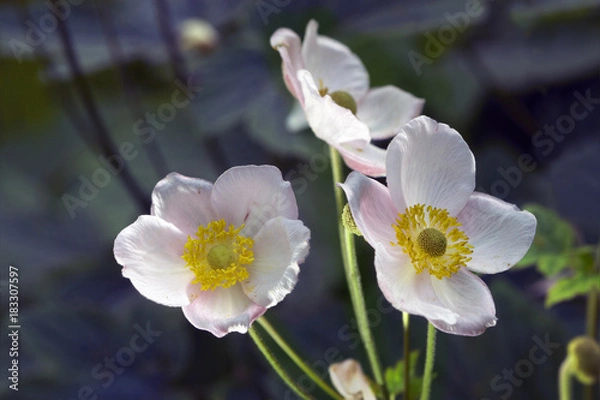 Fototapeta Anemone