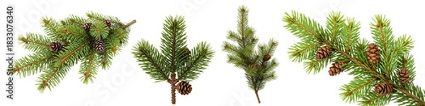 Fototapeta Set of Christmas pine branches and cones isolated on white