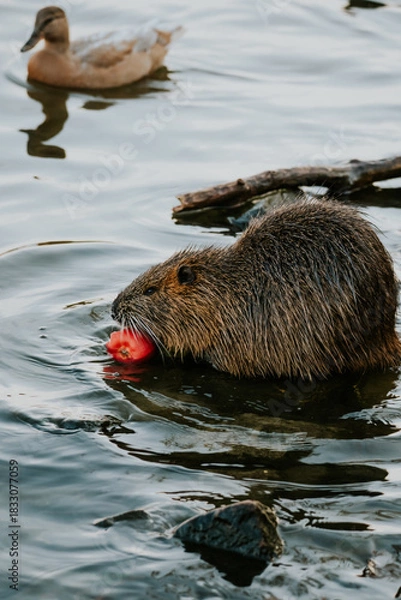 Fototapeta Nutria Praga
