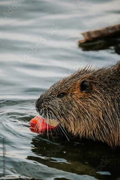 Fototapeta Nutria Praga