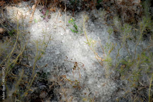 Fototapeta Poplar Tree Seeds or Fluff Covering Forest Floor as Extreme Wildfire Ignition Risk