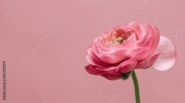 Obraz A delicate pink flower blooms elegantly against a soft matching pink backdrop, showcasing natural beauty and simplicity.