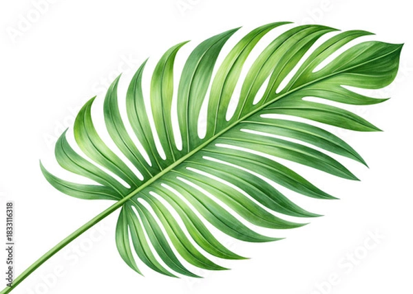 Fototapeta tropical nature green palm leaf isolated on transparent pattern background png file