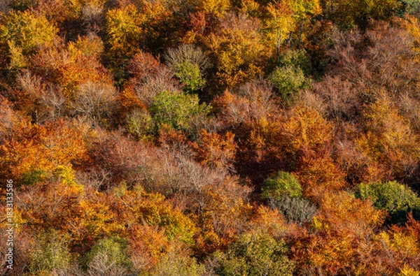 Fototapeta Deciduous forest in autumn colors, full-frame background, above view