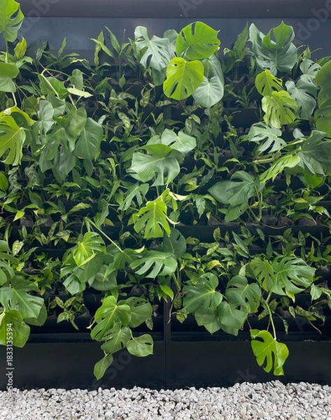 Obraz Living plants on the wall.