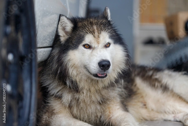 Fototapeta Close-up of Siberian Husky a wet fluffy dog with calm expression