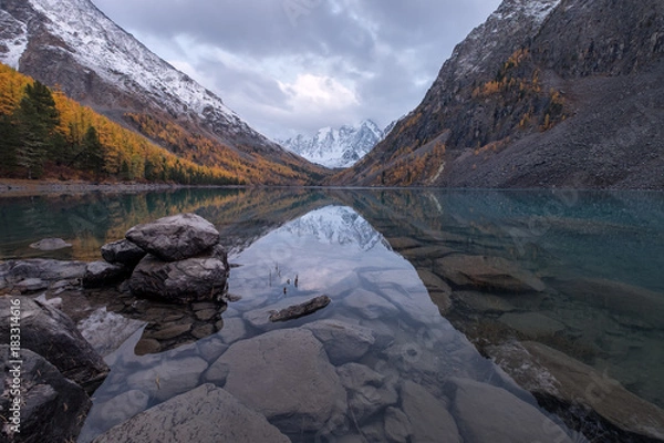 Obraz Brzeg pełen kamieni, które widać przez przezroczystą wodę górskiego jeziora. Gładka powierzchnia odbija żółte modrzewie na stokach i ośnieżone szczyty pod ponurymi chmurami, Syberia, Ałtaj, Shavla