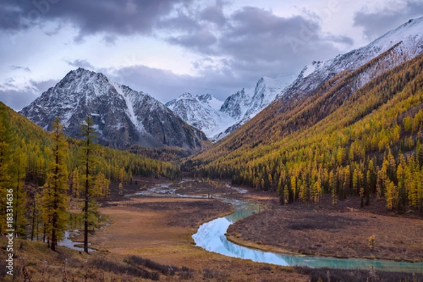 Obraz Amazing scene with turquoise river bend which water flown through the valley between two mountain slopes covered with yellow larch forest at the foot of snow capped peaks, Siberia, Altai, Shavla