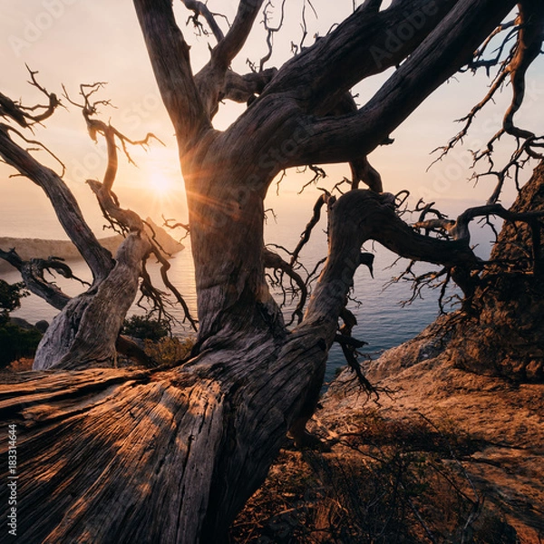 Obraz The light of the rising sun makes cortex of the dead juniper tree trunk looks more textured, the shadow of bent bough drops on the slope looks like the shape old dragon, Crimea