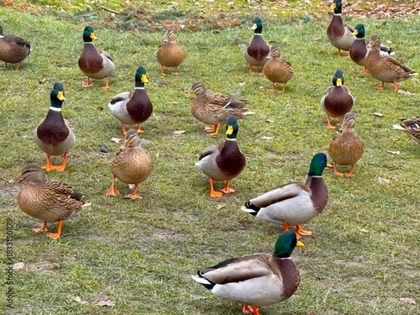 Fototapeta A large flock of Mallard ducks in the park