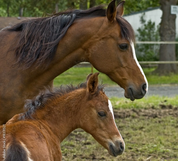 Obraz Mother mare protecting her baby colt foal