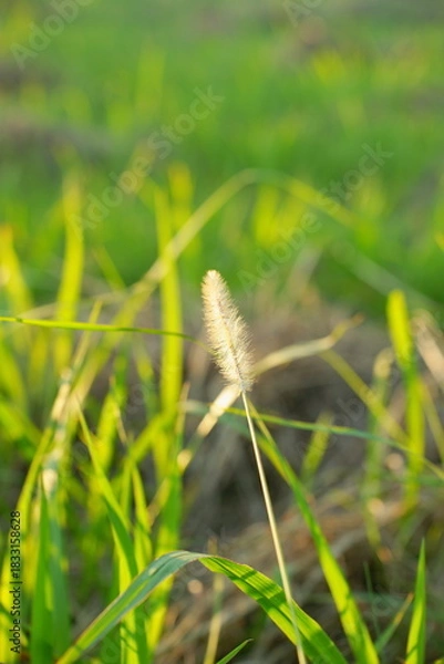 Obraz 陽に照らされる野原