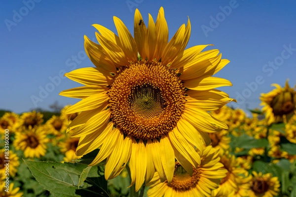 Obraz A close up shot of the sunflower, the seeds are clearly visible